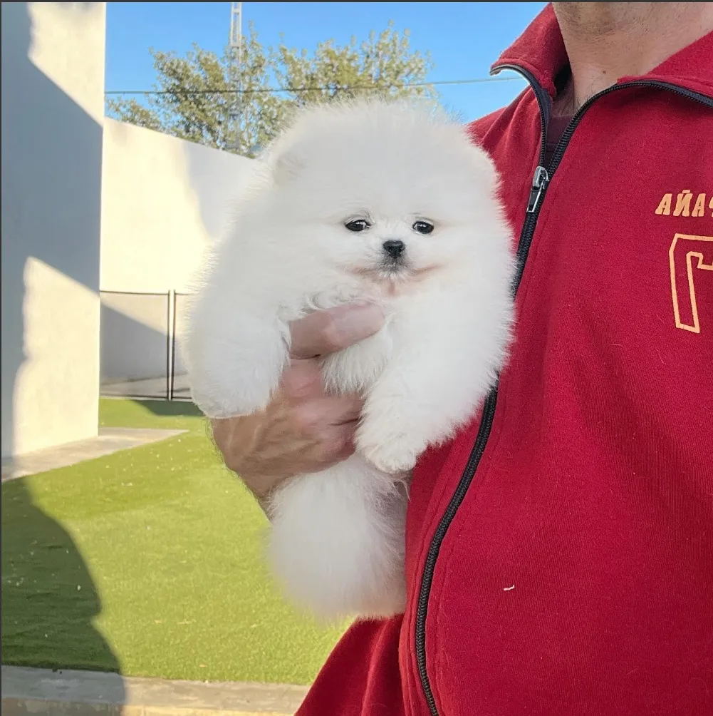 Cachorro Pomerania Blanco